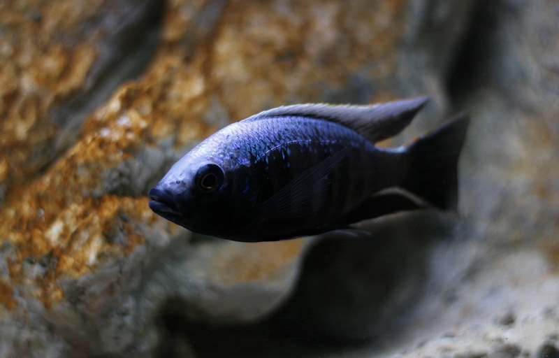 Copadichromis trewavasae 'Msisi'